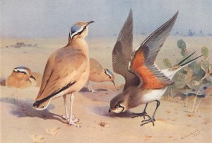 奶油色库塞尔，普拉廷科尔（彩色石版画） 作者 阿奇博尔德·索伯恩