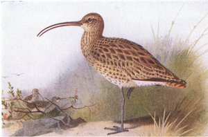 Curlew，来自不列颠群岛的鸟类和他们的鸡蛋，由Frederick Warne＆Co Ltd出版，1958年 作者 阿奇博尔德·索伯恩