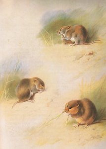 来自Longmans and Co出版的Thorburns Mammals的Field Vole，Bank Vole和Orkney Vole，c。 1920 作者 阿奇博尔德·索伯恩