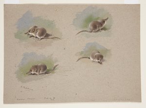 小泼妇的四个小插图，约1915年（纸上水彩和铅笔体彩）。 作者 阿奇博尔德·索伯恩
