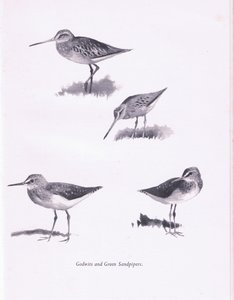 Godwits和Green Sandpipers，1938 作者 阿奇博尔德·索伯恩