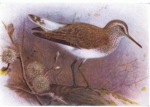 Green Sandpiper，来自不列颠群岛的鸟类和他们的鸡蛋，由Frederick Warne＆Co Ltd出版，1958年