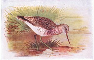 Greenshank，来自不列颠群岛的鸟类和他们的鸡蛋，由Frederick Warne＆Co Ltd出版，1958年 作者 阿奇博尔德·索伯恩