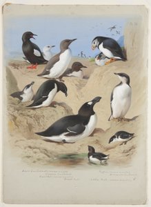 Guillemots、razorbill、puffin 和 auks，约 1915 年（水彩和体色，船上铅笔上涂有阿拉伯树胶） 作者 阿奇博尔德·索伯恩