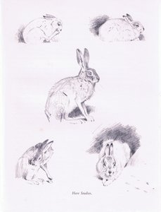野兔研究，1938年 作者 阿奇博尔德·索伯恩