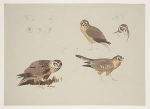 Harrier and ruff，c.1915（纸上铅笔水彩和体色） 作者 阿奇博尔德·索伯恩