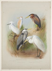 苍鹭和白鹭，约1915年（铅笔画上的水彩和体色）。 作者 阿奇博尔德·索伯恩