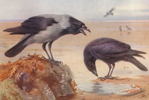 戴帽乌鸦、腐食乌鸦（彩色石版画） 作者 阿奇博尔德·索伯恩