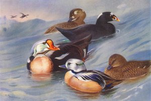 凫王、冲浪凫（雄性和雌性）、斯特勒凫（雄性和雌性）（彩色石版画） 作者 阿奇博尔德·索伯恩