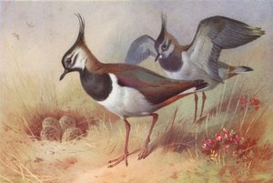 襟翼鳥（雌雄）（彩色石版畫） 作者 阿奇博尔德·索伯恩