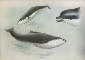较小的Rorqual和Rudolphs Rorqual，来自Longmans and Co出版的Thorburns哺乳动物，c。 1920 作者 阿奇博尔德·索伯恩