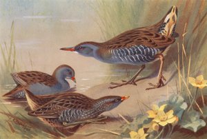 小螃蟹、斑点螃蟹、水蜗牛（彩色石版画） 作者 阿奇博尔德·索伯恩