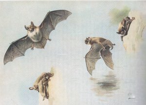 来自Longmans and Co出版的Thorburns Mammals的Natterers Bat和Daubentons Bat，c。 1920 作者 阿奇博尔德·索伯恩