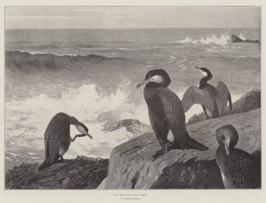 在狂野的西海岸 作者 Archibald Thorburn