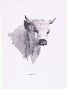 Park Cattle，1938