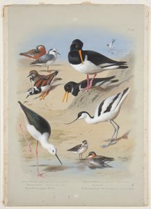 Phaleropes、牡蛎捕手、avocet、turnstone 和 stilt，c.1915（水彩和体色，船上铅笔上涂有阿拉伯树胶） 作者 阿奇博尔德·索伯恩