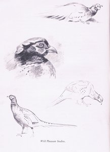 野鸡，1938年 作者 阿奇博尔德·索伯恩