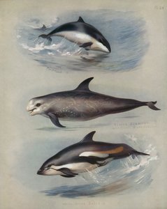 海豚，Rissos Grampus，白色海豚 作者 阿奇博尔德·索伯恩