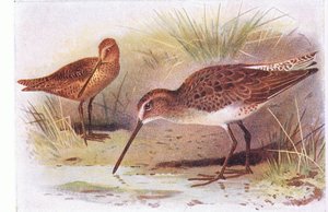 Red Breasted Snipe，来自不列颠群岛的鸟类和他们的鸡蛋，由Frederick Warne＆Co Ltd出版，1958年