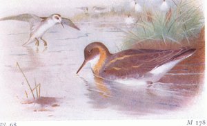 Red Necked Phalarope（夏季和秋季），来自不列颠群岛的鸟类和他们的鸡蛋，由Frederick Warne＆Co Ltd出版，1958年 作者 阿奇博尔德·索伯恩