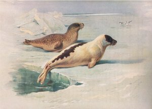 来自Longmans and Co出版的Thorburns Mammals的Ringed Seal和Harp Seal，c。 1920 作者 阿奇博尔德·索伯恩