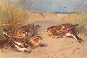 雪鹀（冬季），Twite（彩色石版画） 作者 阿奇博尔德·索伯恩