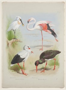 琵鹭、火烈鸟和鹳，约 1915 年（纸上铅笔水彩和体色） 作者 阿奇博尔德·索伯恩