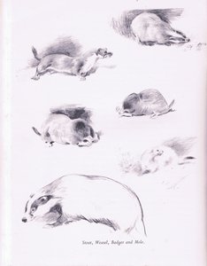 Stoat，Weasel，Badger和Mole，1938