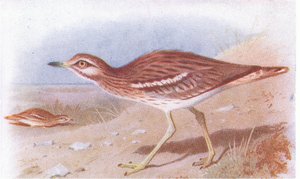 Stone Curlew，来自不列颠群岛的鸟类和他们的鸡蛋，由Frederick Warne＆Co Ltd出版，1958年