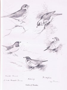 研究Thrushes，1938年 作者 阿奇博尔德·索伯恩