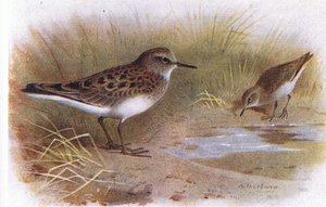Temmincks Stint，来自不列颠群岛鸟类及其鸡蛋，由Frederick Warne＆Co Ltd出版，1958年