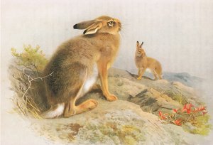秋天的山野兔和爱尔兰野兔，来自Longmans and Co出版的Thorburns哺乳动物，c。 1920