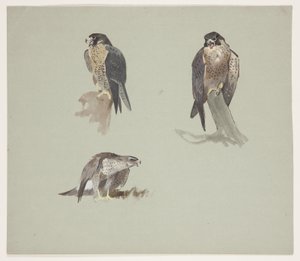 Three colour sketches of male peregrine, c.1915 (watercolor & bodycolour over pencil on paper) 作者 阿奇博尔德·索伯恩