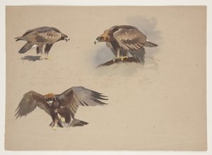 Three small sketches of a golden eagle, c.1915 (watercolor & bodycolour over pencil on paper) 作者 阿奇博尔德·索伯恩