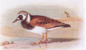 Turnstone，来自不列颠群岛鸟类和他们的鸡蛋，由Frederick Warne＆Co Ltd出版，1958年