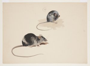 黑鼠的两项研究，约 1915 年（纸上铅笔水彩和体色） 作者 阿奇博尔德·索伯恩