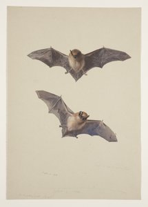 Whiskered bat，c.1915（纸上铅笔水彩和体色） 作者 阿奇博尔德·索伯恩
