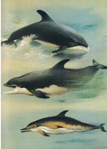 白色海豚，瓶鼻海豚和普通海豚，来自Thormans的哺乳动物，由Longmans and Co出版，1920年 作者 阿奇博尔德·索伯恩