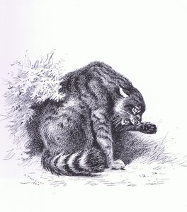 野猫，酒吧。 作者：Book Club Associates 作者 阿奇博尔德·索伯恩