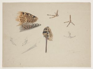 Woodcock beak, feet and wing, c.1915 (watercolor & bodycolour over pencil on paper) 作者 阿奇博尔德·索伯恩