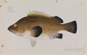 东部维拉，Acanthistius ocellatus