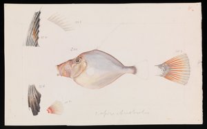 银海ry，澳大利亚小天鹅 作者 亚瑟·巴塞洛缪（Arthur Bartholomew）