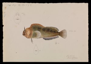 塔斯马尼亚Blenny，Parablennius tasmanianus
