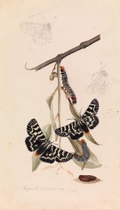 葡萄蛾，Comocrus behri