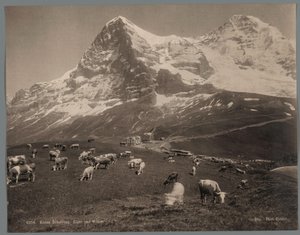 伯尔尼高原 Kleine Scheidegg 上的奶牛，背景为艾格峰和门奇峰
Kleine Scheidegg，Eiger und Moench（标题见实物）
