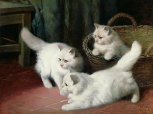 三只白色安哥拉猫小猫
