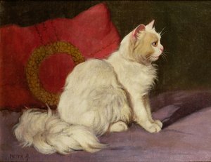 白色波斯猫