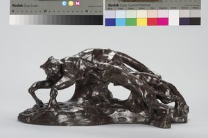 狗捉美洲狮