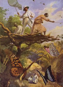 美丽的蝴蝶。在马达加斯加捕捉Urania Rhiphoeus（彩色平印）。 作者 亚瑟·特威德