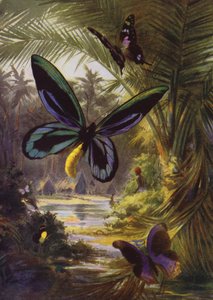 美丽的蝴蝶。Troides Alexandrae，所有蝴蝶中最大的一只（彩色平版）。